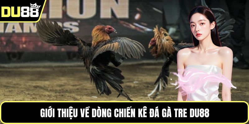 Giới thiệu về dòng chiến kê đá gà tre Du88