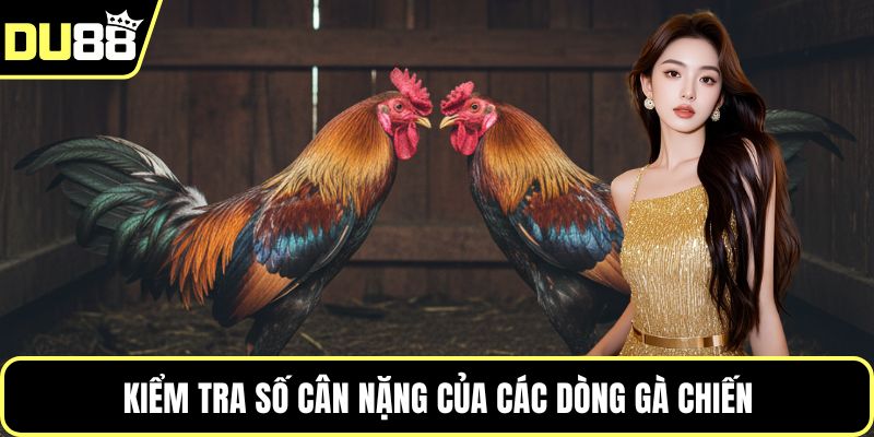 Kiểm tra số cân nặng của các dòng gà chiến